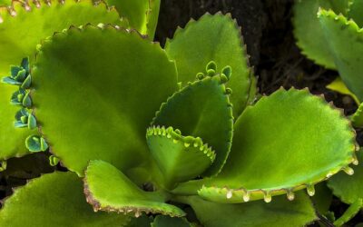 Propiedades de Kalanchoe Aranto Daigremontiana