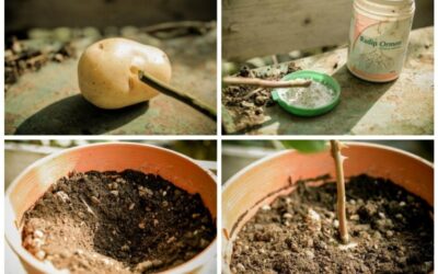 Tutorial: haz crecer una rosa con la ayuda de una patata