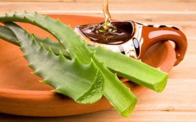 Receta de áloe vera del Padre Jesuita Romano