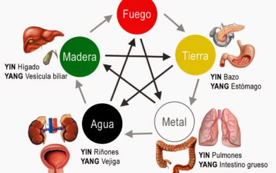 Horario de nuestros órganos internos