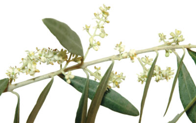 Flores de Bach – OLIVE / OLIVO (23)