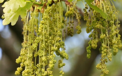 Flores de Bach – OAK / ROBLE (22)