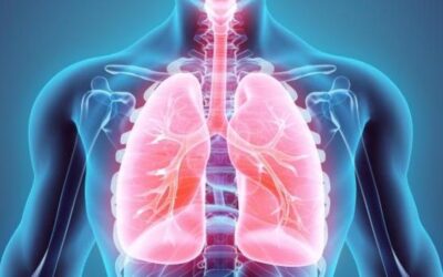 ÓRGANOS INTERNOS: Los Pulmones
