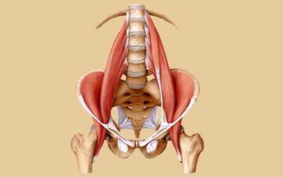 El Psoas, el musculo del alma