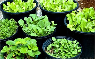 Cultiva las hortalizas mas usadas en tu casa a partir de las sobras