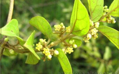 GYMNEMA SYLVESTRIS CONTRA LA DIABETES