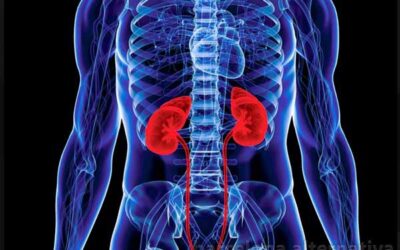 Los Riñones: TERAPIA EMOCIONAL Y ÓRGANOS INTERNOS