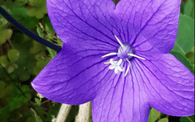 Propiedades medicinales de la Flor Globo