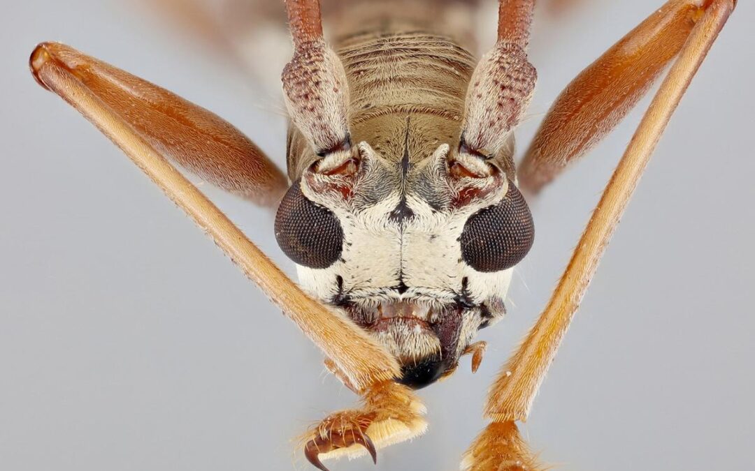 Escarabajo devorador de madera hallado en Elche